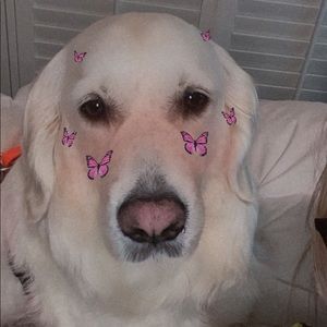 Meet your Posher, Peyton